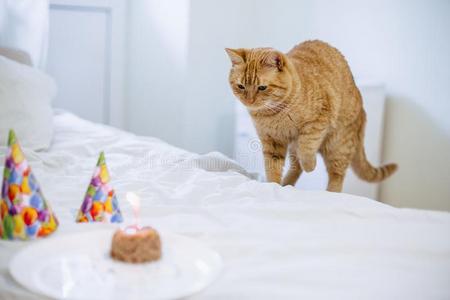 宠物食物蛋糕为猫生日