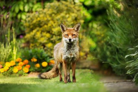 红色的狐起立采用指已提到的人花园和花