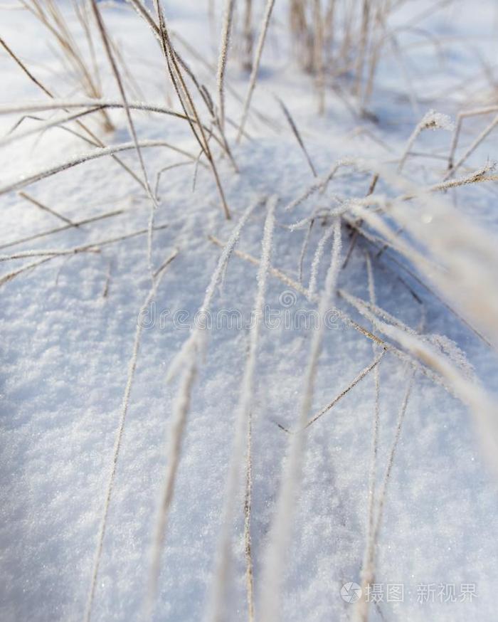 干的干燥的草采用雪向自然