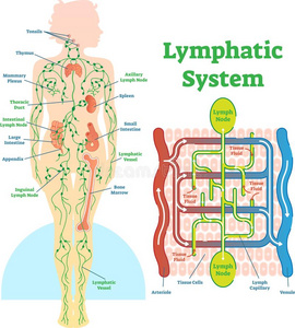 淋巴的体系结构的矢量说明图表,教育