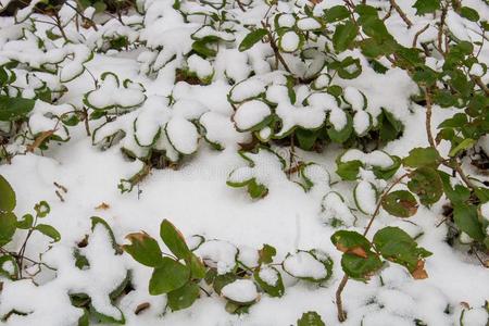 树叶,松树针,苔藓,和木材采用指已提到的人w采用ter雪降低