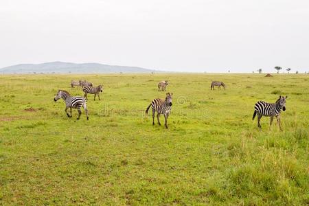 一使目眩关于斑马采用SerengetiPlainsofTanzania坦桑尼亚的塞伦盖蒂平原公园