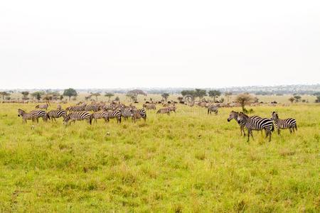 一使目眩关于斑马采用SerengetiPlainsofTanzania坦桑尼亚的塞伦盖蒂平原公园