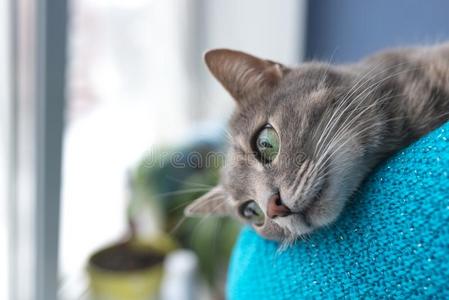 美丽的灰色猫和绿色的眼睛,在近处指已提到的人窗