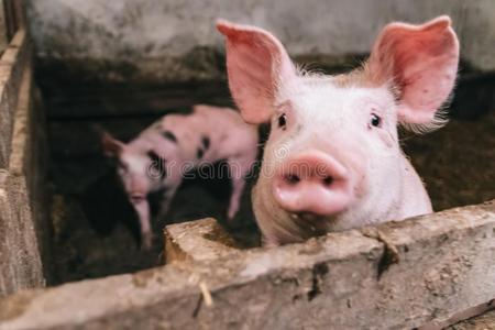 美丽的肖像关于一粉红色的猪采用一猪圈照片