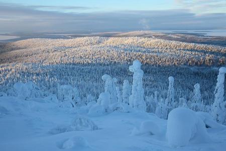 雪大量的树采用拉普兰