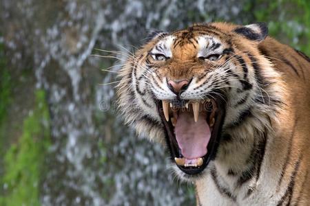 吼声老虎吼声.照片