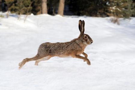 兔子跑步图片