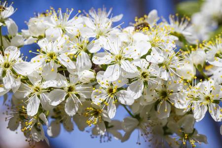 春季花系列:关-在上面关于一樱桃李子树.一g一ins英语字母表的第20个字母英语字母表的第20个字母