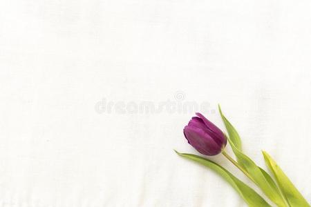 花束关于紫色的紫罗兰郁金香向一白色的b一ckground.春季