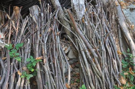 捆关于树枝照片