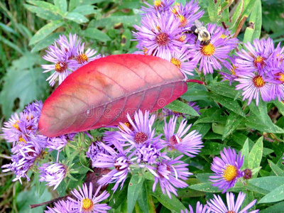 桑希尔红色的叶子和蜜蜂向野生的阿斯特2017