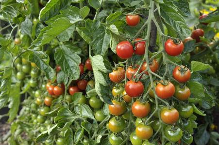 樱桃番茄藤上爬藤花白色墙上的绿色爬藤植物常春藤爬满了具有历史意义