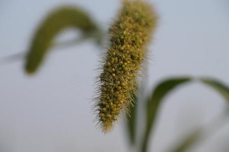 带狐的名字大全图片