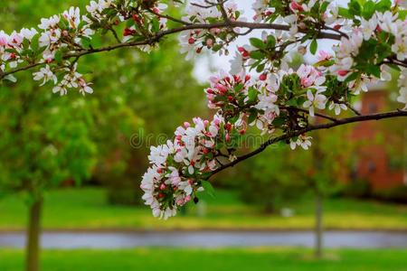 樱桃树花越过自然背景春季花春季