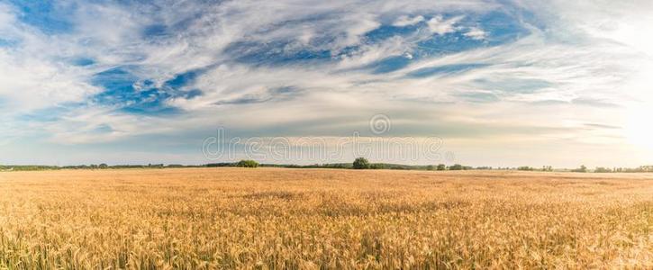 抽象的小麦背景.夏草地和食物组成部分