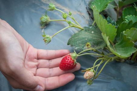 种草莓男女图片