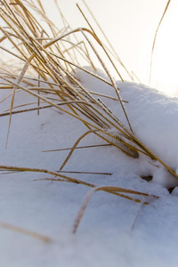 干的干燥的草采用雪向自然