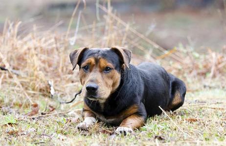 矮腿猎犬猎狗牧羊人蠢人狗和钩号向额