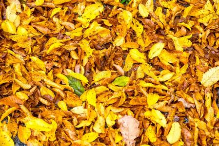 许多富有色彩的植物的叶子树叶躺向指已提到的人地面采用秋