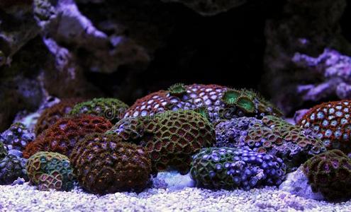 珊瑚珊瑚虫采用礁水族馆油箱地点