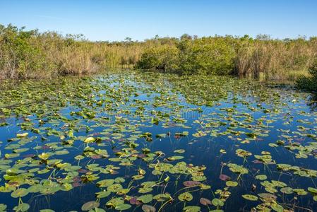 Evergles国家的公园采用弗罗里达州佛罗里达国家公园的沼泽地国家的公园采用弗罗里达州.