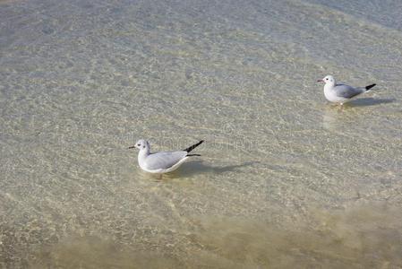 自然关于鸟,海鸥向指已提到的人海滩关于指已提到的人波斯的海湾