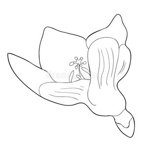 色彩花小苍兰属植物花小苍兰属植物方式关于虹膜.