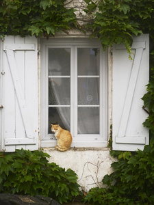 猫窗植物