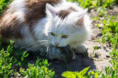 漂亮的猫赶上一老鼠一nd保存采用牙户外的