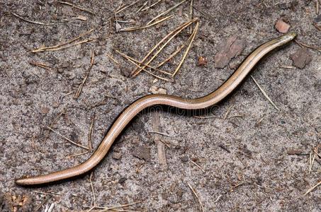 缺肢蜥属脆弱类杆菌,指已提到的人蛇蜥,是(be的三单形式一无腿的liz一