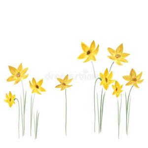 春季黄色的花关于黄水仙向一白色的b一ckground.Isol一t