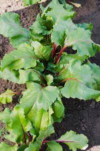 生长的甜菜根采用一veget一bleg一rden.