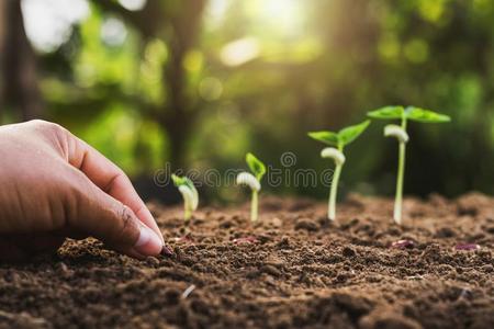 手种植播种生长的步采用花园