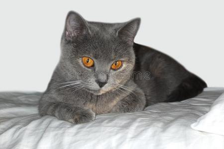 黄色的眼睛关于指已提到的人不列颠的猫.