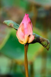 指已提到的人美丽的粉红色的莲花花和绿色的污迹背景采用Thailand泰国