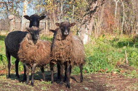 兽群关于羊采用指已提到的人乡村