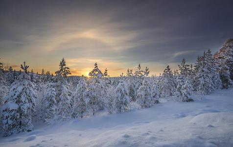 日落和树.冬采用拉普兰,瑞典,北博滕