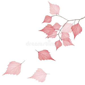 树树枝和num.三落下红色的干燥的树叶