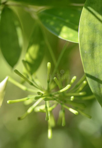 金-灰尘龙血树属植物花