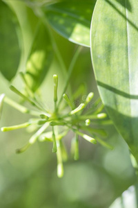 金-灰尘龙血树属植物花