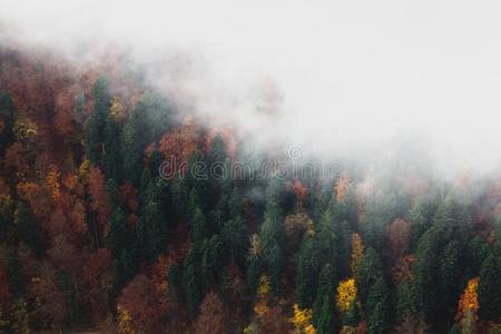 秋森林和雾,看法从指已提到的人顶