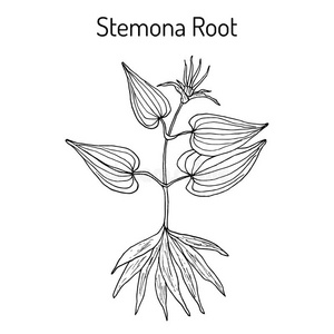 百部百部土豆,医学的植物照片