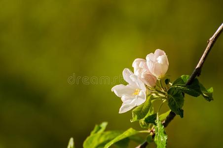 春季苹果花采用花点火在旁边软的阳光,spr采用g流动