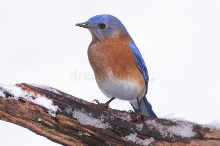 男性的东方的北美洲产的蓝知更鸟采用雪