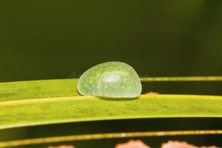 长征组歌虫,巴纳瓦长征,恰蒂斯加尔.照片