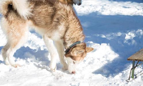 西伯利亚的嗓子哑的出局采用指已提到的人雪