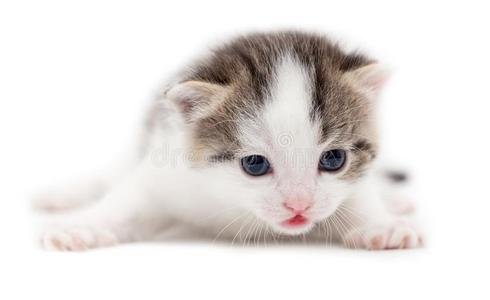 小的小猫向白色的背景