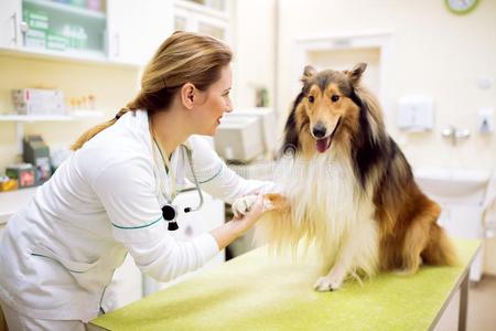令人轻松的狗在之前考试在宠物救护车