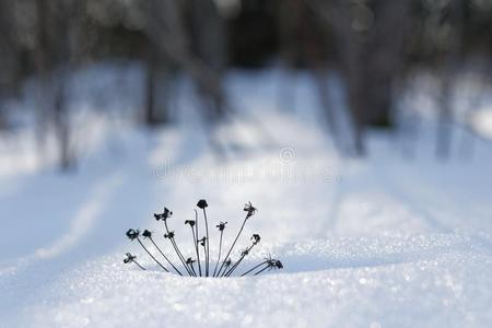 雨伞植物采用指已提到的人雪.